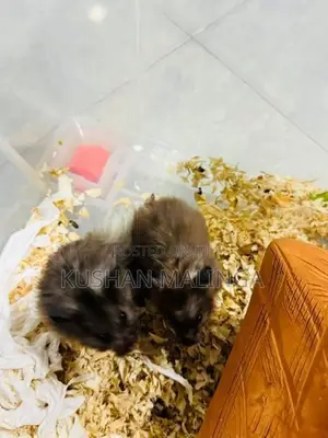 Syrian Hamster