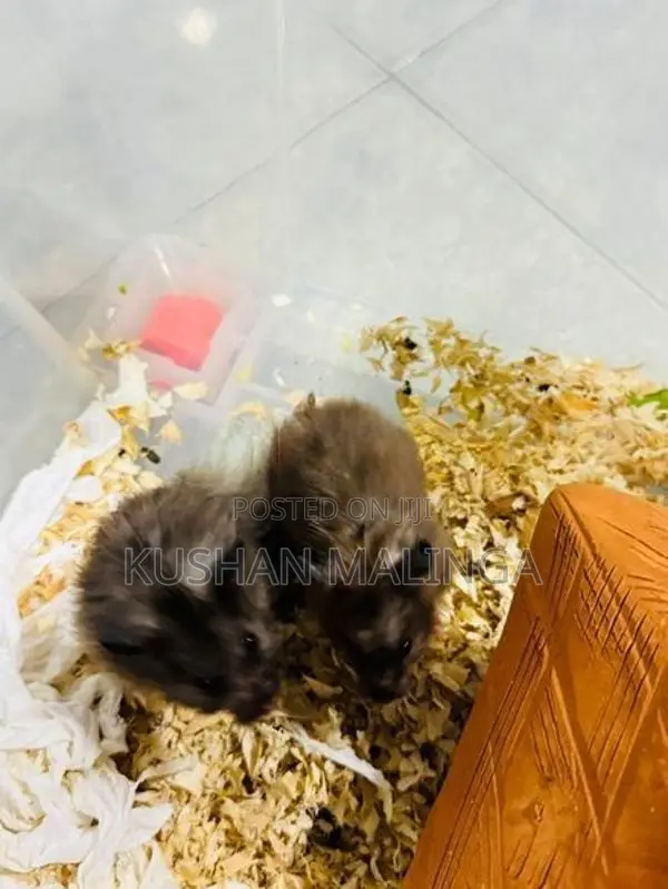 Syrian Hamster