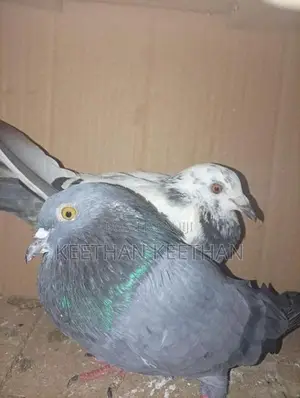 Pigeons