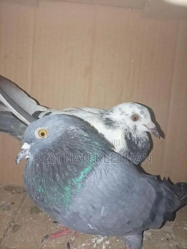 Pigeons