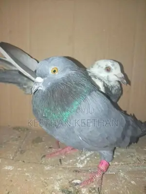 Pigeons