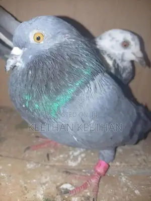 Pigeons