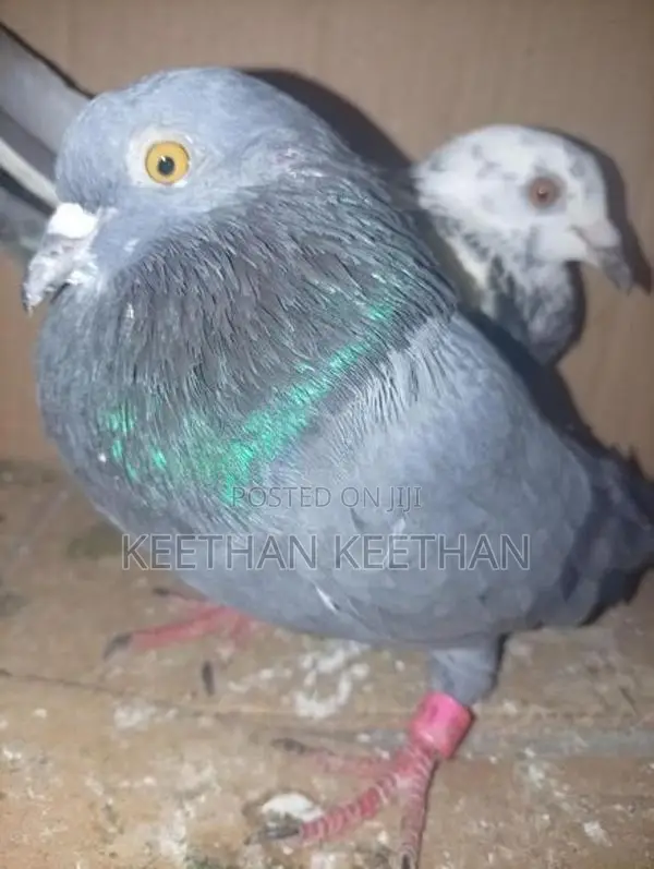 Pigeons