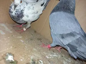 Pigeons