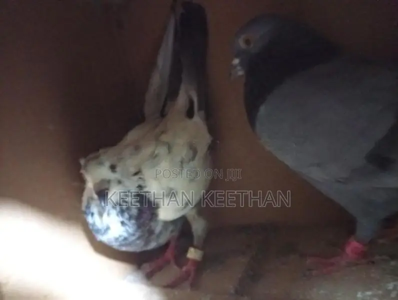 Pigeons