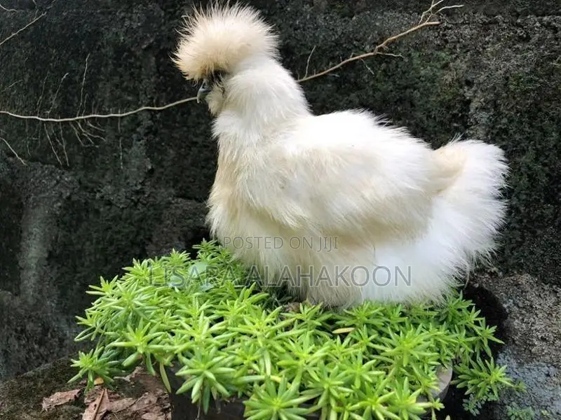 White Silkie Chicks