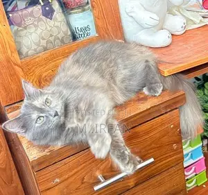 Persian Cat