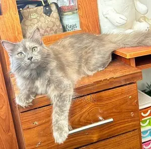 Persian Cat