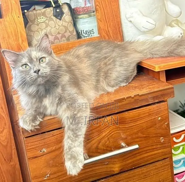Persian Cat