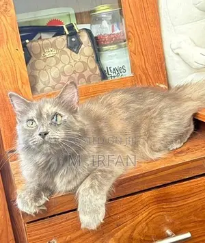 Persian Cat