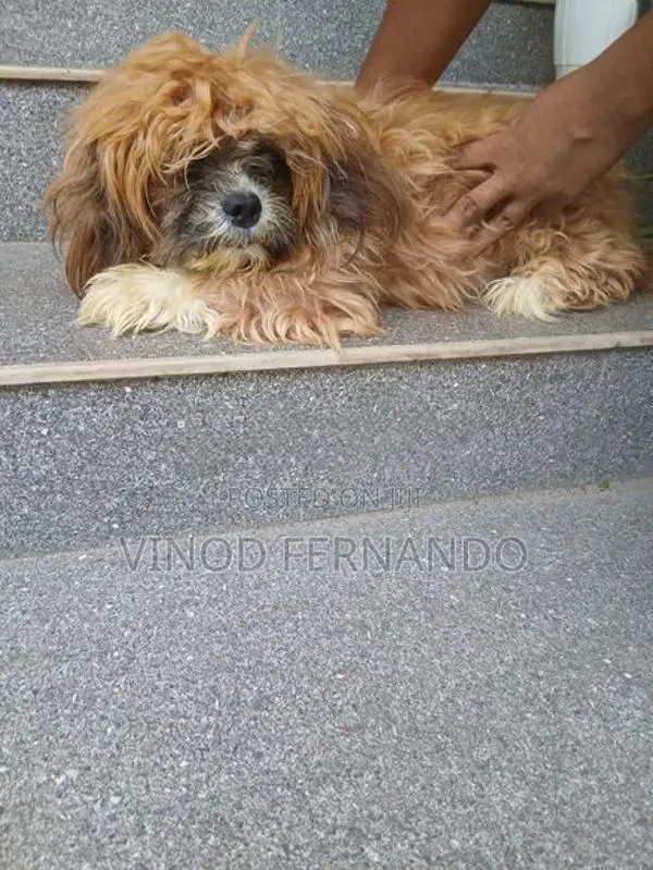 Shih Tzu Puppy