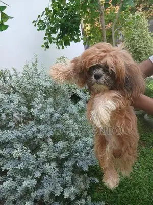 Shih Tzu Puppy