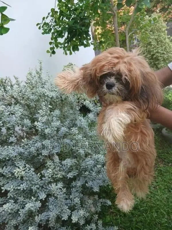 Shih Tzu Puppy