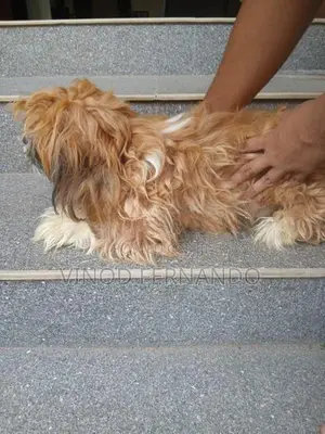 Shih Tzu Puppy