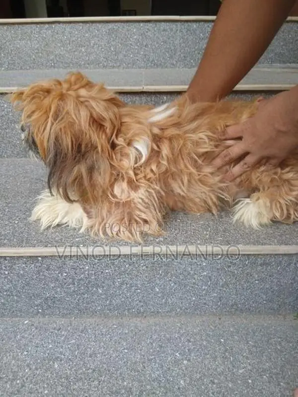 Shih Tzu Puppy