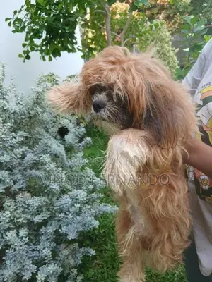 Shih Tzu Puppy