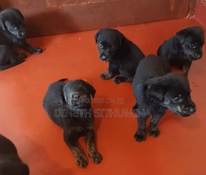 Labrador Puppies