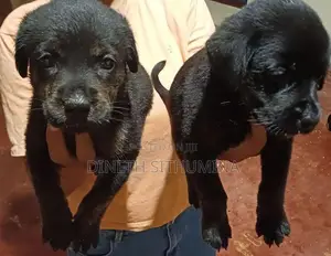 Labrador Puppies