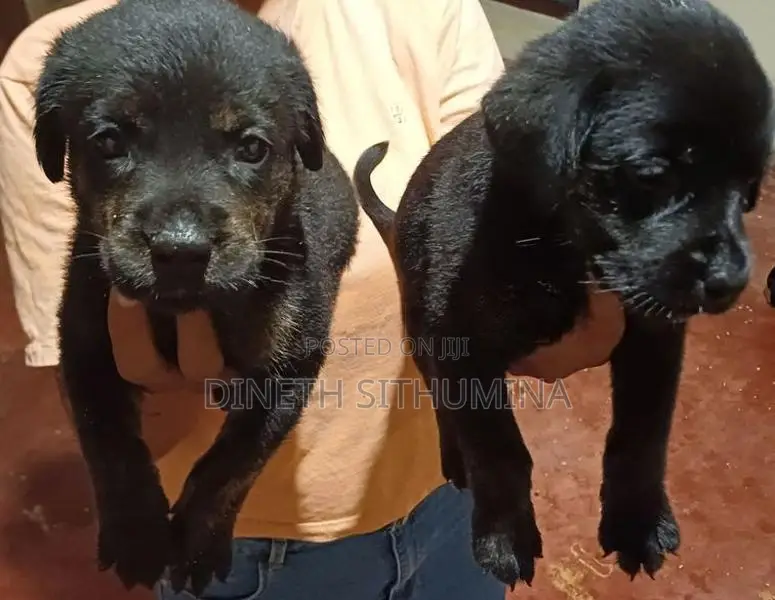 Labrador Puppies