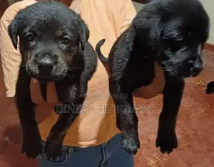 Labrador Puppies