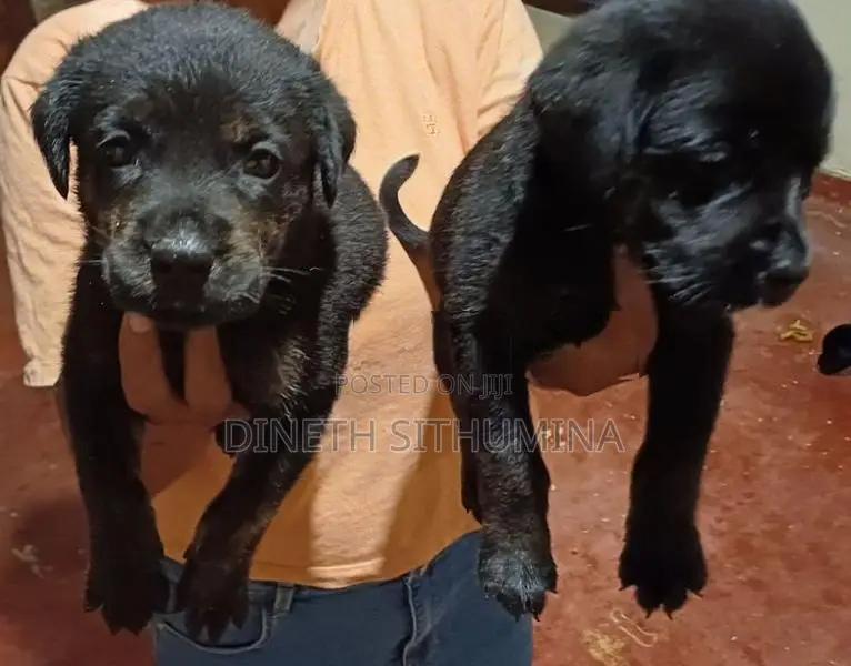 Labrador Puppies
