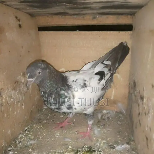 Pigeons