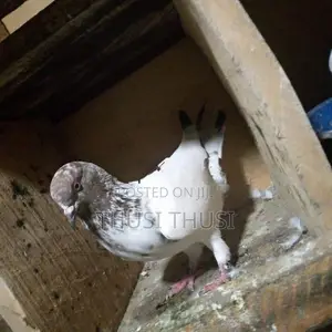 Pigeons