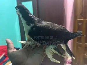 Fantails Pigeons