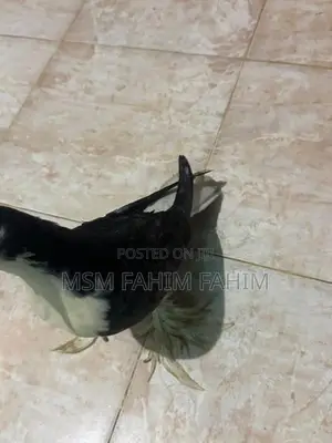 Fantails Pigeons