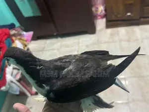 Fantails Pigeons