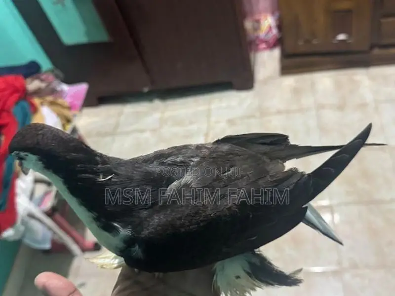 Fantails Pigeons