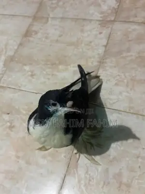 Fantails Pigeons