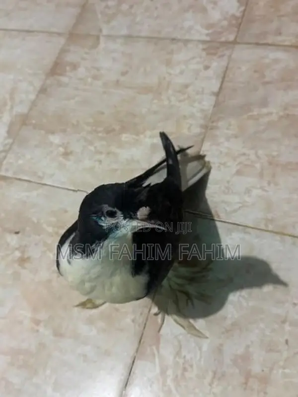 Fantails Pigeons