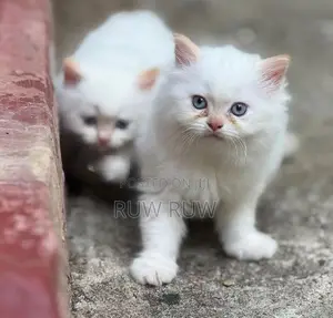 Persian Cat