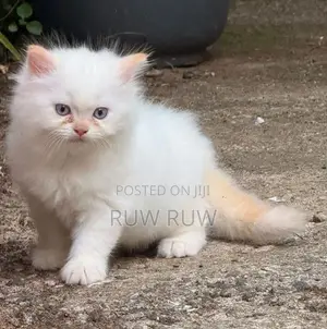 Persian Cat