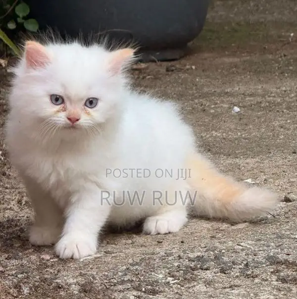 Persian Cat