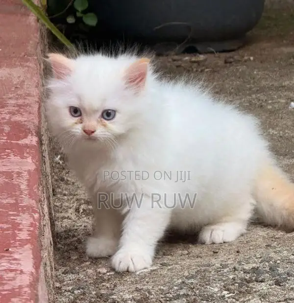 Persian Cat