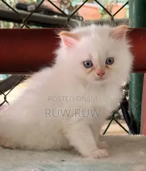 Persian Cat
