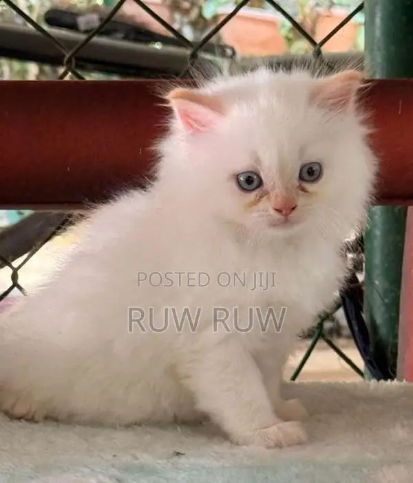 Persian Cat