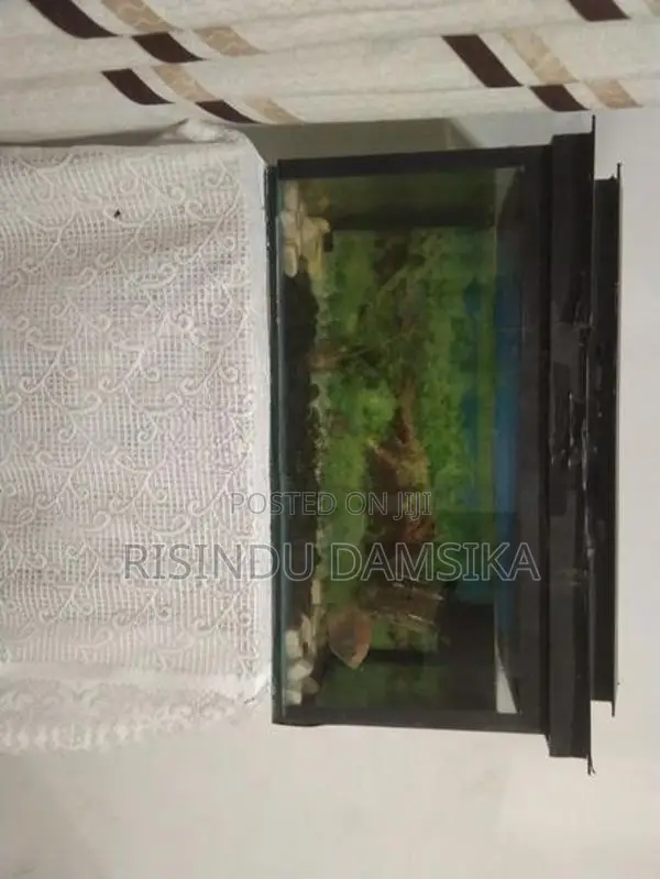 2 Fish Tanks