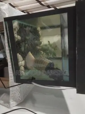 2 Fish Tanks