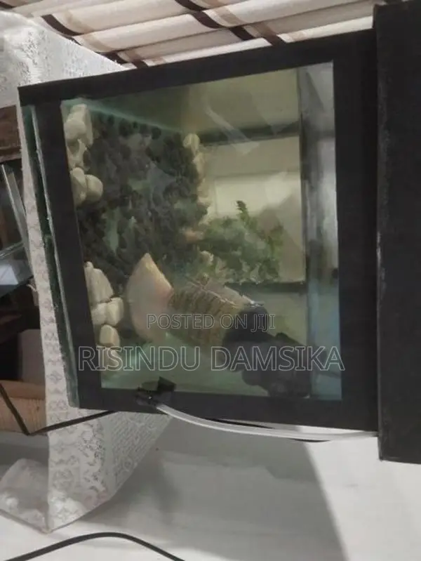 2 Fish Tanks