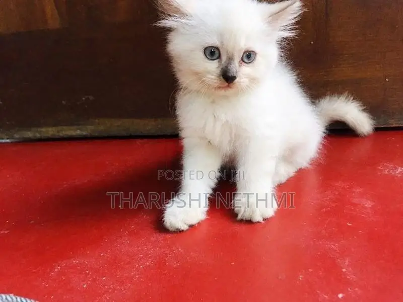 Pure Persian Cat