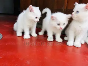 Pure Persian Cat