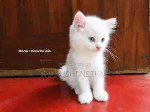 Pure Persian Cat