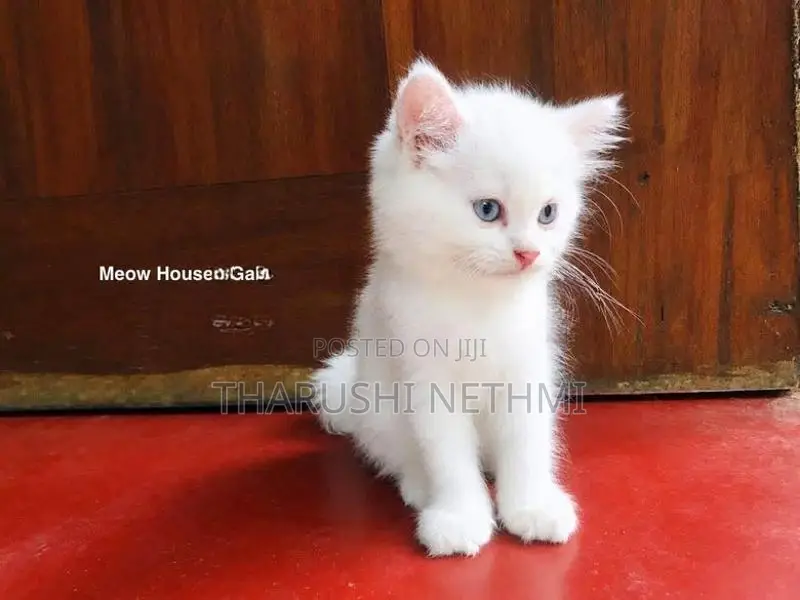 Pure Persian Cat