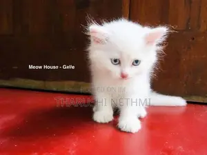 Pure Persian Cat