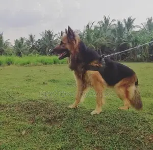 German Shepherd Puppies