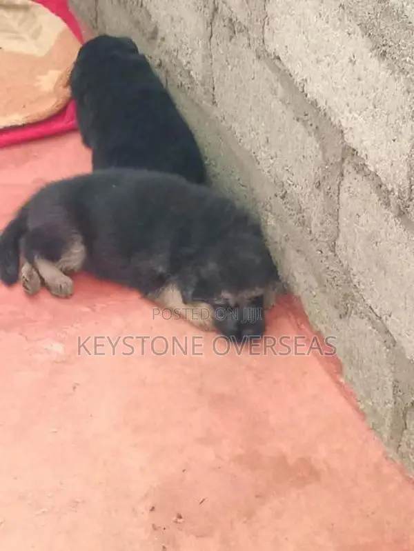 German Shepherd Puppies