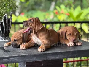 American Bully XL